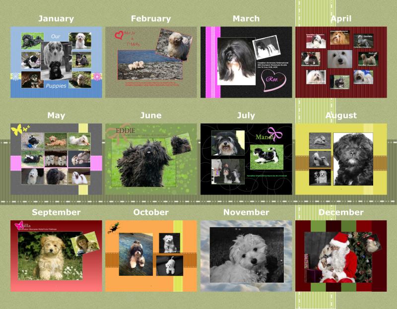 Havanese Dog and Puppy Wall Calendar