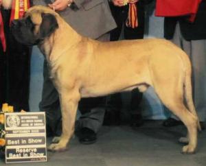 Multi Champion Joey at Mountainview Mastiffs