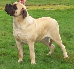 Sassy the Old English Mastiff from MistyTrails Mastiffs