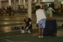 Havanese dogs in Hawaii and Britich Columbia