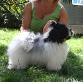 Gail Dame of Seantiago Havanese