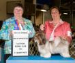 Champion SalidaDelSol Chixi d'MistyTrails Littermate Cheena