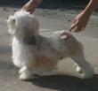 Champion MistyTrails Walking On Air