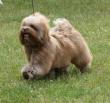 CKC Champion MistyTrails Keopah's GoDivaLicious