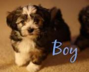 Havanese Puppies