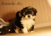 Havanese Puppies