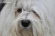 Champion MistyTrails Smilla for Sweden
