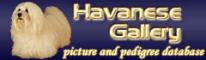 Havanese Gallery