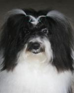 Champion MistyTrails Arklands Desi Arnaz