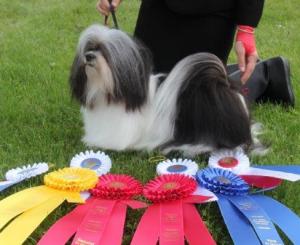 CKC Grand Champion MistyTrails Diego De La Vega