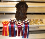 MBIS, MRBIS CKC/AKC/Intl. Grand CHAMPION Eddie Murphy at MistyTrails