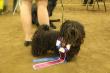 MBIS, MRBIS CKC/AKC/Intl. Grand CHAMPION Eddie Murphy at MistyTrails