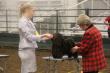 MBIS, MRBIS CKC/AKC/Intl. Grand CHAMPION Eddie Murphy at MistyTrails