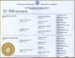 William's Pedigree
