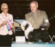 Teddy - AKC Heartland's Panda Bear