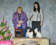 CKC Champion MistyTrails Reddi n'Will'n