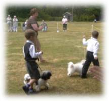 All ages love Havanese dogs