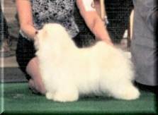 #3 overall havanese