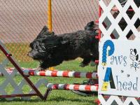 Havanese are great at Agility