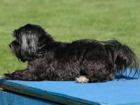 Havanese are great at Agility