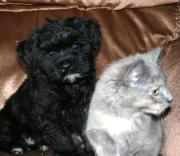 Socializing Havanese dogs with cats, kids and other dogs