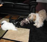 Socializing Havanese dogs with cats, kids and other dogs