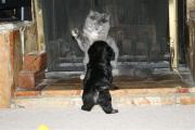 Socializing Havanese dogs with cats, kids and other dogs