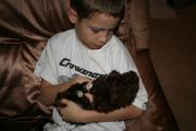 Socializing Havanese dogs with cats, kids and other dogs