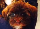 Bruno