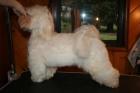 Havanese Clips and Grooming