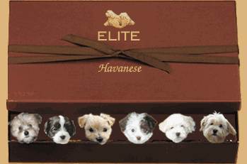 Havanese Puppies