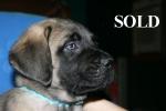 Sassy's Old English Mastiff Puppies