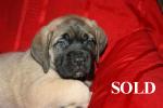 Sassy's Old English Mastiff Puppies