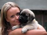 Mastiff puppy at 5 weeks old