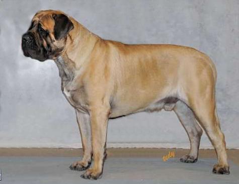 Mountainview Mastiffs Walter