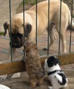 Sassy the Old English Mastiff