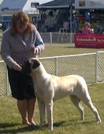 Sassy the Old English Mastiff