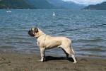 Sassy the Old English Mastiff hooked to a cart