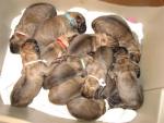 Sassy's Old English Mastiff Puppies