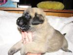 Mastiff puppy at 3 weeks old