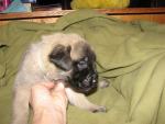 Mastiff puppy at 3 weeks old