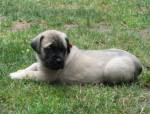 Mastiff puppy at 3 weeks old