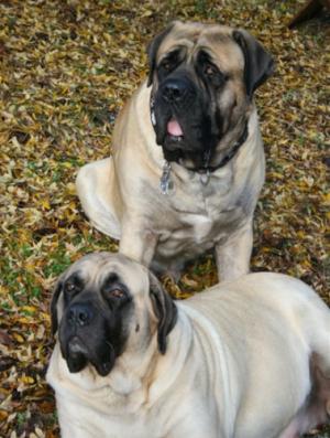 Mountainview Mastiffs Walter