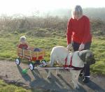 Sassy the Old English Mastiff hooked to a cart