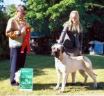 Sassy the Old English Mastiff hooked to a cart