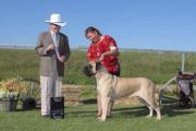 Thumbelina the Old English Mastiff