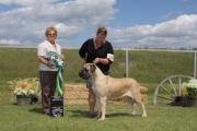 Thumbelina the Old English Mastiff