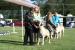 Thumbelina the Old English Mastiff