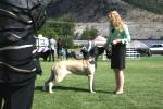 Thumbelina the Old English Mastiff