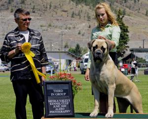 Thumbelina the Old English Mastiff from MistyTrails Mastiffs